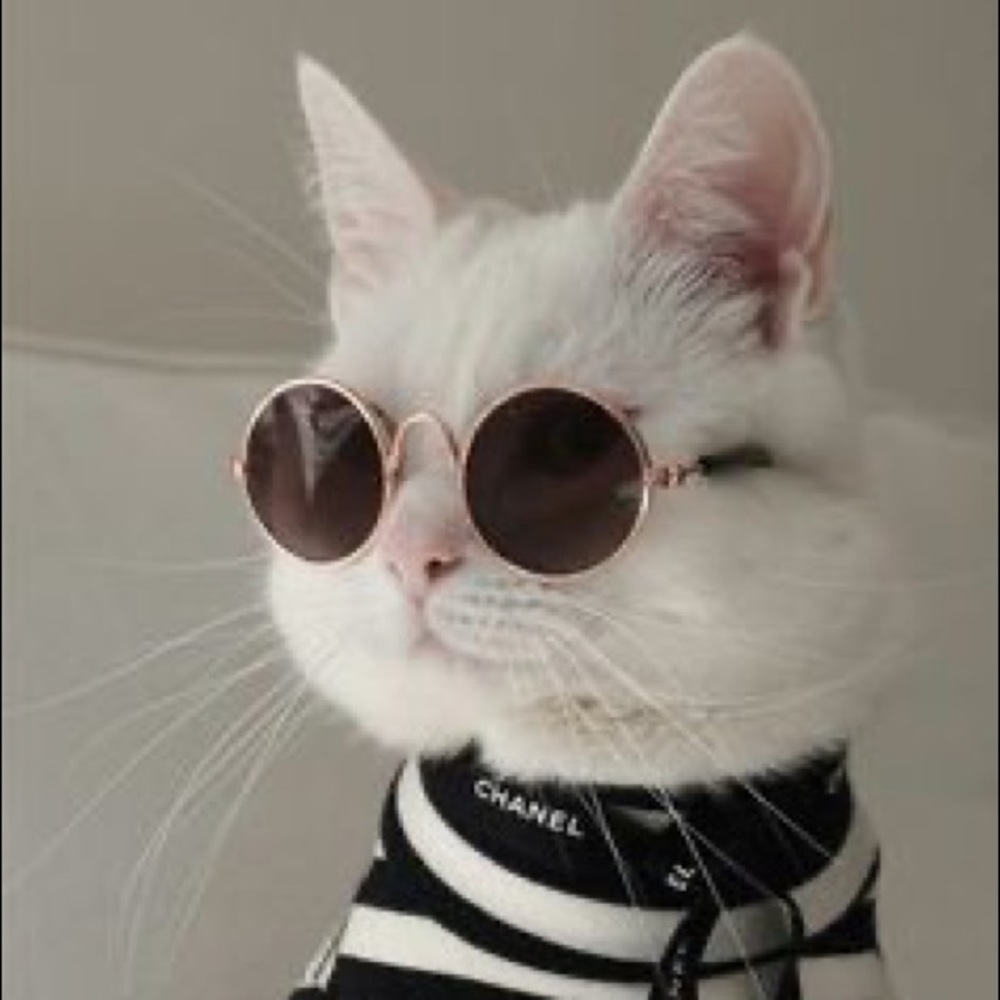 Cat Dog sunglasses round metal gold frame sunnies - Picture 2 of 10